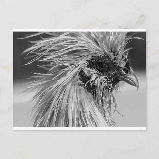 Angry Wet Silkie Chicken Postcard (Front)