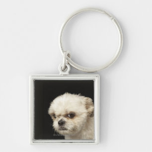 Angry white Shih Tzu with brown eyes Key Ring