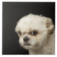 Angry white Shih Tzu with brown eyes