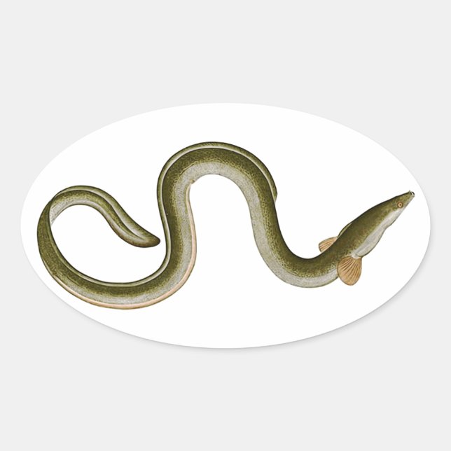 Anguilla anguilla oval sticker (Front)