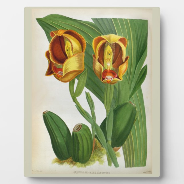 Anguloa Ruckerii Sanguine Lindenia Orchid Plaque (Front)