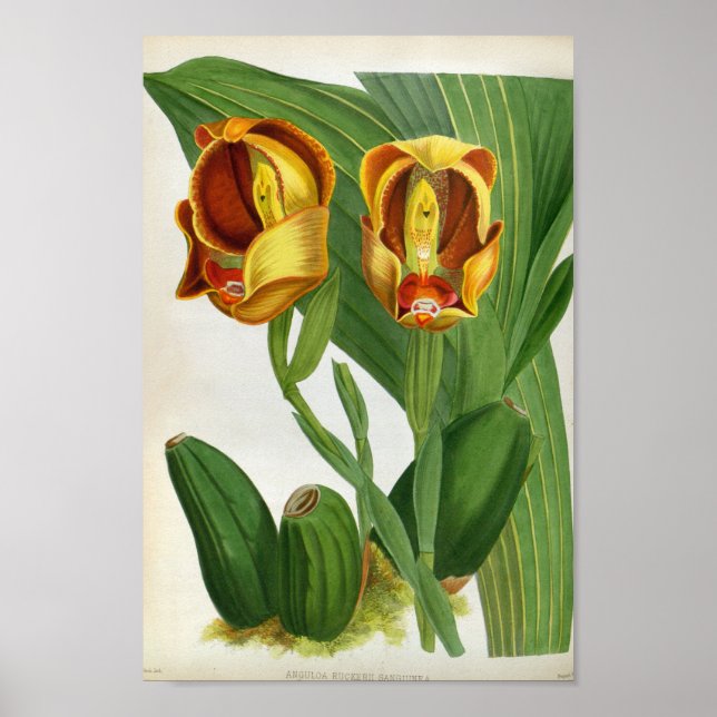 Anguloa Ruckerii Sanguine Lindenia Orchid Poster (Front)
