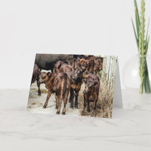 Angus Beef Cattle Calves Blank Greeting Card