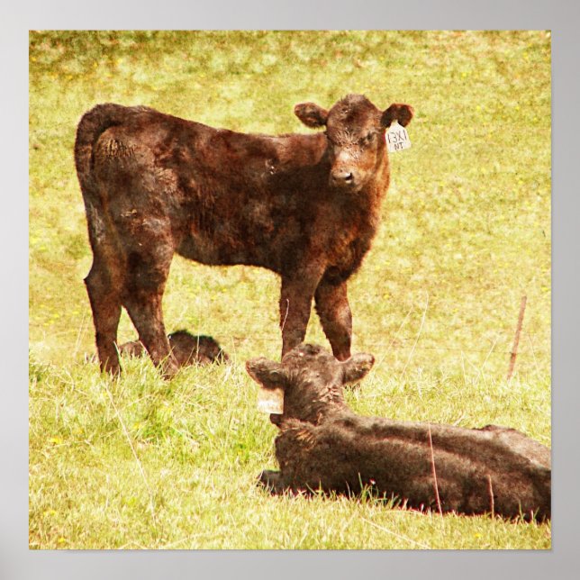 Angus Calves at Pasture Poster (Front)