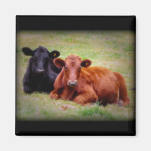 Angus Love - Pair of Cattle Side by Side Magnet