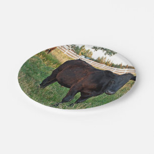 Angus steer in green fields paper plate