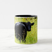 Angus Steer in Tall Yellow Grass
