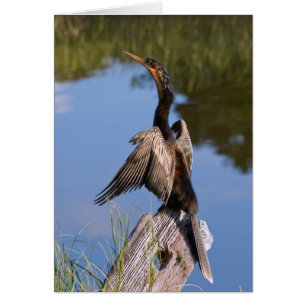 Anhinga at the Pond