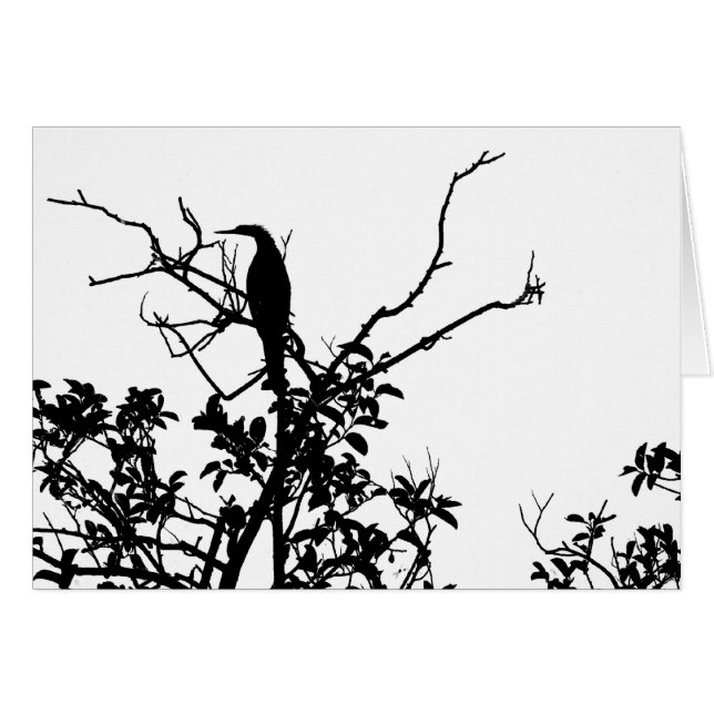 Anhinga Bird (Front Horizontal)