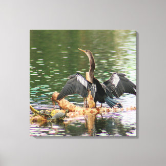 Anhinga Bird Canvas Print
