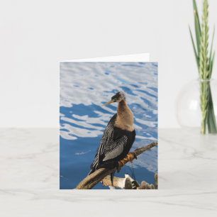 Anhinga Bird Photo Blank Note Card