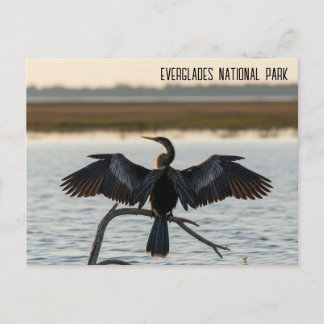 Anhinga Everglades National Park Postcard
