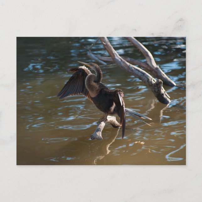 Anhinga Postcard (Front)