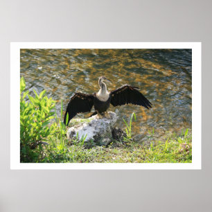 Anhinga Poster