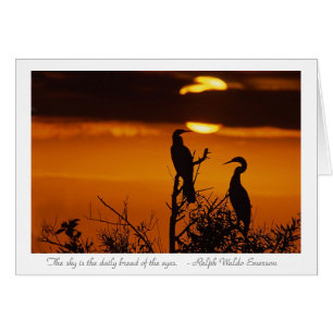 Anhingas at Sunrise
