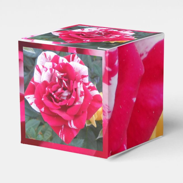 Anicia Favour Box (Front Side)
