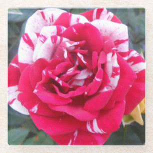 Anicia Glass Coaster