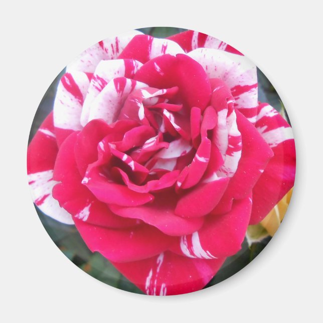 Anicia Magnet (Front)