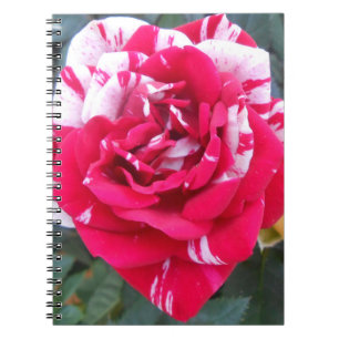 Anicia Spiral Notebook
