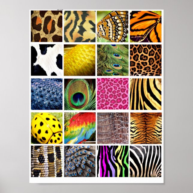  Animal and Insect Skin Wing wildlife Patterns Poster (Front)