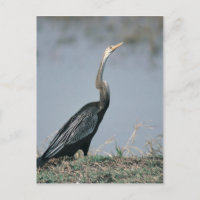 Animal-Anhinga
