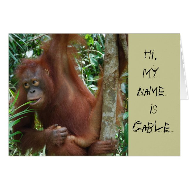 Animal Artists (Front Horizontal)