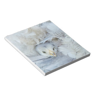 animal, baby, feathers, cute, fluffy, sweet, grey, notepad