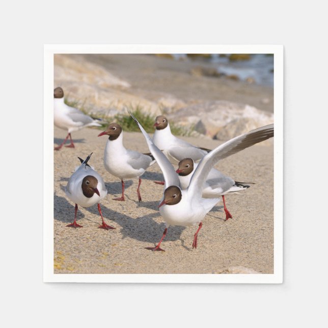 Animal bird Black-headed Gulls on beach Napkin (Front)