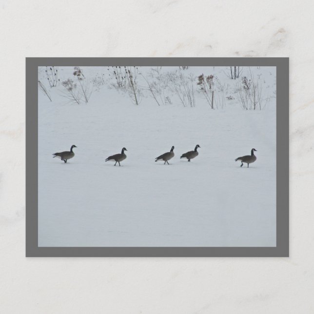 Animal Bird Canada Geese 1 Postcard (Front)