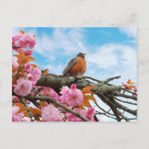 Animal - Bird - First robin of spring Postcard