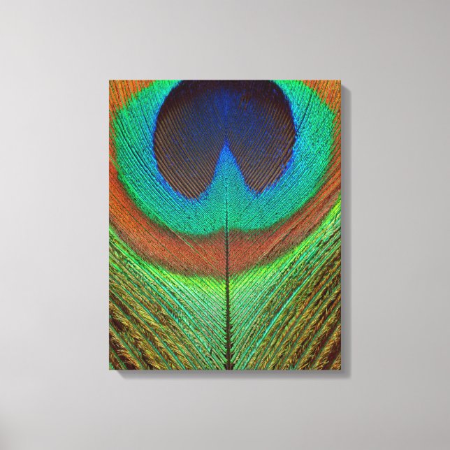 Animal - Bird - Peacock Feather Canvas Print (Front)