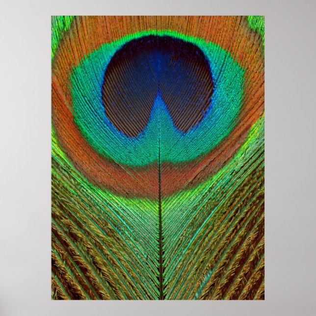 Animal - Bird - Peacock Feather Poster (Front)
