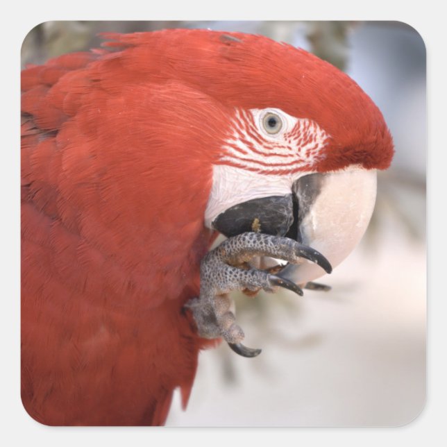 Animal bird portrait macaw chloroptera square sticker (Front)