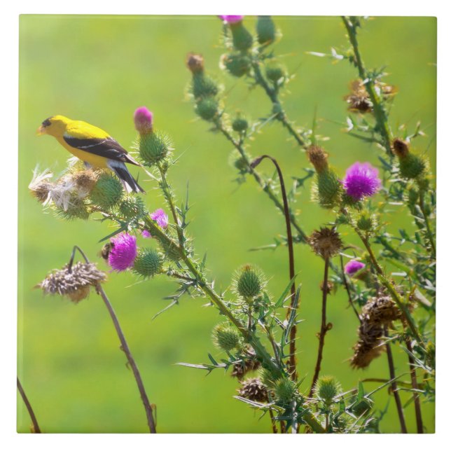 Animal - Bird - Thistle me a song Tile (Front)