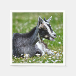 Animal Black and white goat lying on grass Napkin