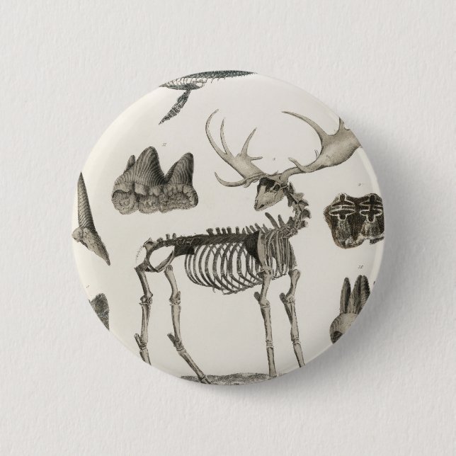 animal, bones, structure, skeleton, bone, anatomy, 6 cm round badge (Front)