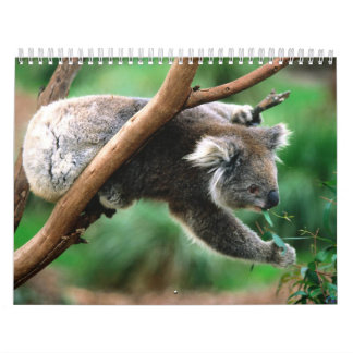 Animal Calender 6 Calendar