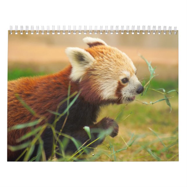 Animal Calenders 20 Calendar (Cover)