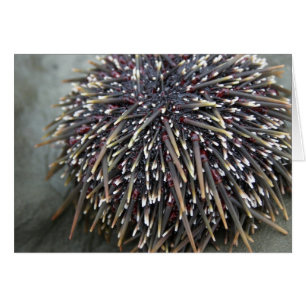 Animal cards, Sea Urchin