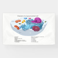 Animal Cell Diagram labelled 