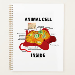 Animal Cell Inside Eukaryote Diagram Planner