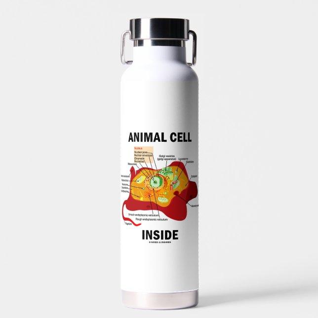 Animal Cell Inside Eukaryote Diagram Water Bottle (Front)