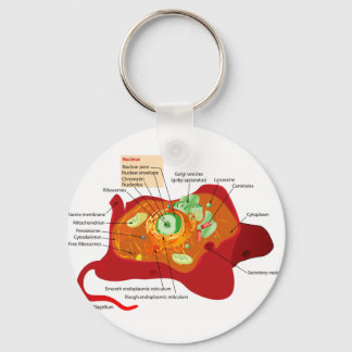 Animal cell structure key ring