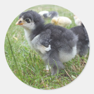 animal, chick, chicken, farm, cute, bird, baby, classic round sticker
