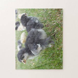 animal, chick, chicken, farm, cute, bird, baby,  jigsaw puzzle