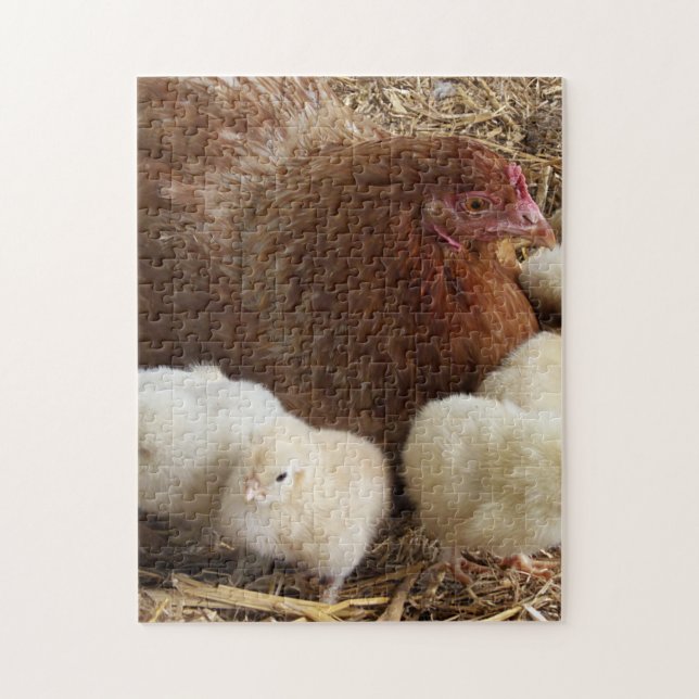 animal, chick, chicken, farm, cute, bird, baby,  jigsaw puzzle (Vertical)