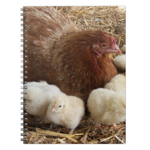 animal, chick, chicken, farm, cute, bird, baby, notebook