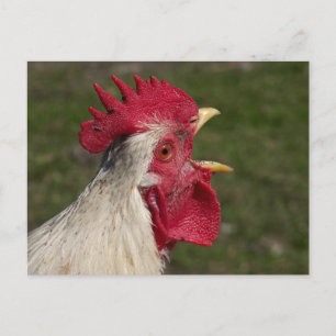animal, chick, chicken, farm, cute, bird, baby, postcard