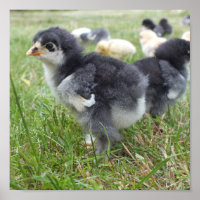 animal, chick, chicken, farm, cute, bird, baby,