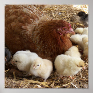 animal, chick, chicken, farm, cute, bird, baby, poster